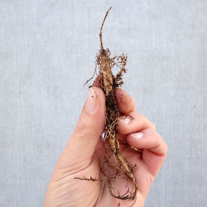 Asclepias tuberosa - Milkweed Bare root sample as delivered in winter