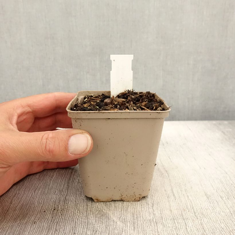 Asclepias tuberosa Hellow Yellow - Milkweed 8/9 cm pot sample as delivered in autumn