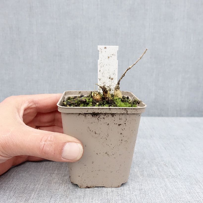 Asclepias tuberosa Hellow Yellow - Milkweed 8/9 cm pot sample as delivered in spring