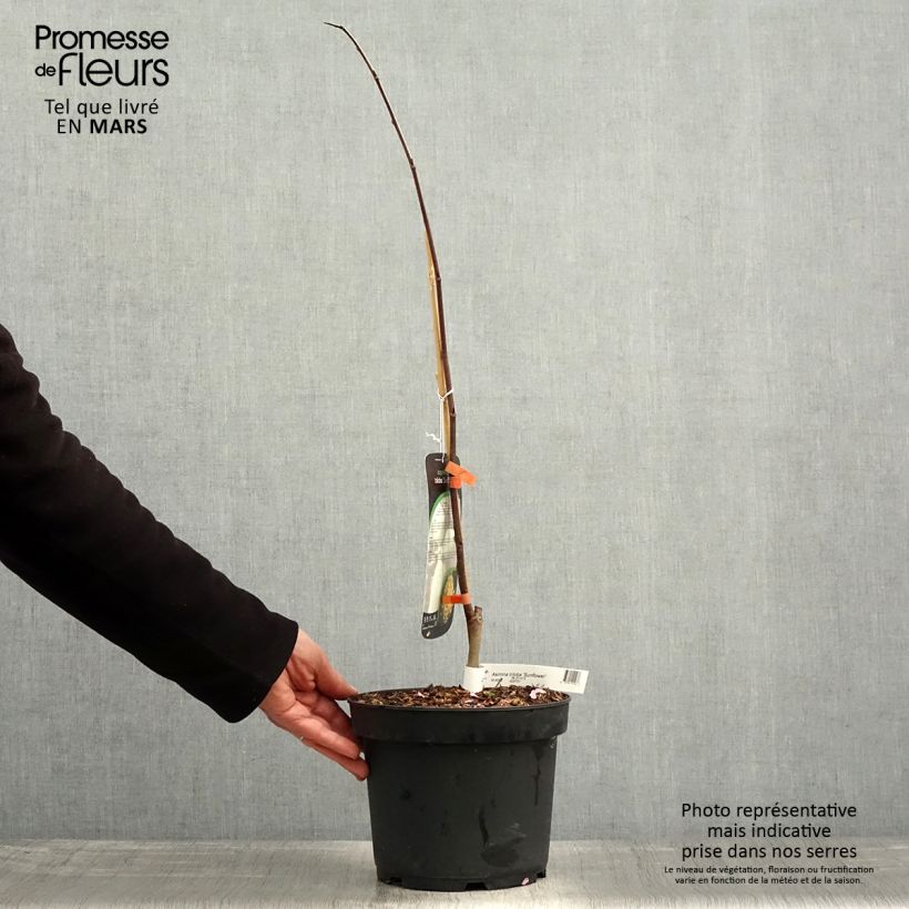 Asimina Sunflower - Pawpaw 4L/5L pot sample as delivered in spring