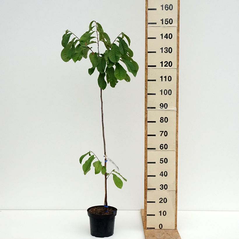 Asimina triloba Allegheny - Pawpaw 3L/4L pot sample as delivered in summer