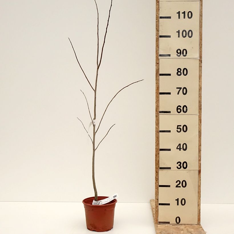 Asimina triloba - Pawpaw 2L/3L pot sample as delivered in winter