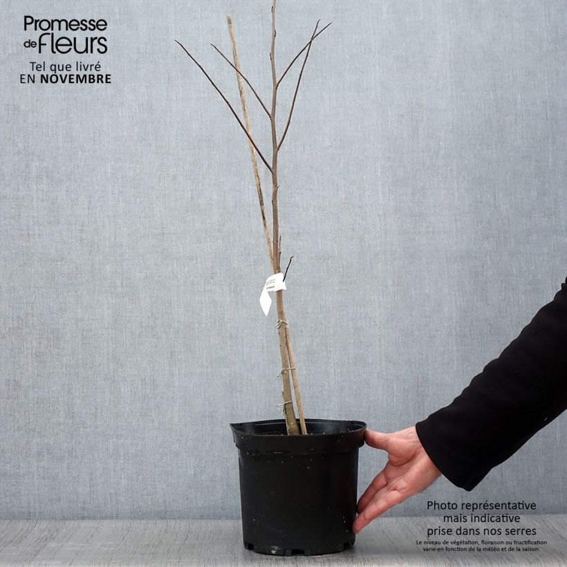 Asimina triloba - Pawpaw 3L/4L pot sample as delivered in autumn