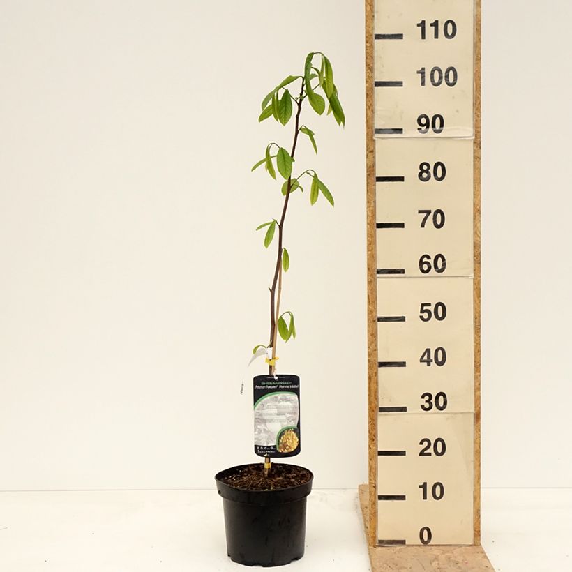 Asimina triloba Shenandoah - Pawpaw 3L/4L pot sample as delivered in spring