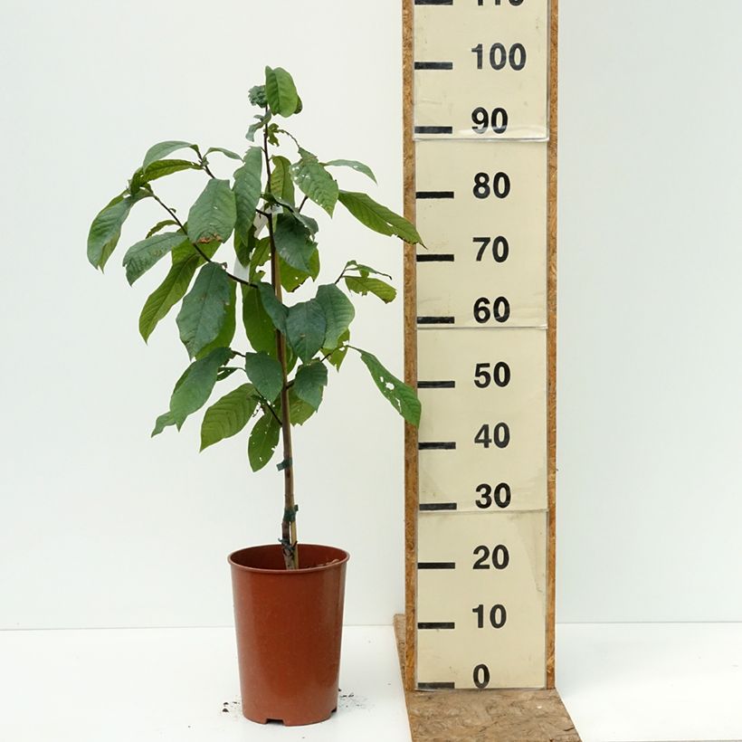 Asimina triloba Summer Delight - Pawpaw 3L/4L pot sample as delivered in summer