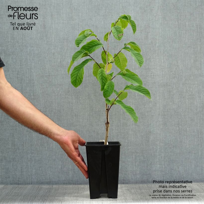 Asimina triloba Susquehanna Peterson Pawpaws - Pawpaw 3L/4L pot sample as delivered in summer