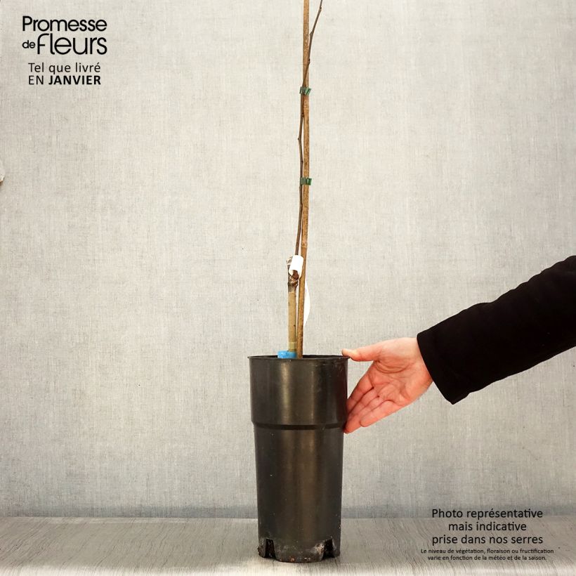 Asimina triloba Susquehanna Peterson Pawpaws - Pawpaw 3L/4L pot sample as delivered in winter