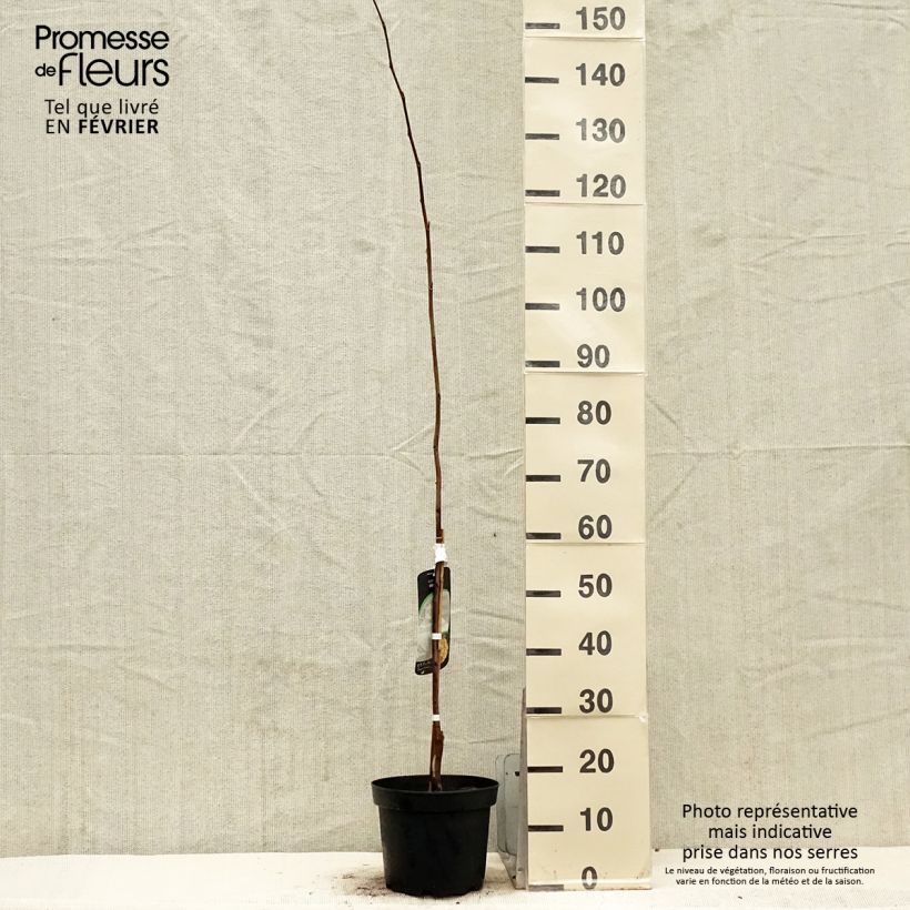 Asimina triloba Wells - Pawpaw 4L/5L pot sample as delivered in winter