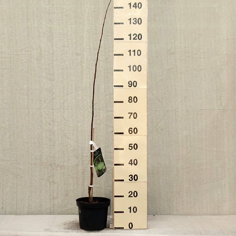 Asimina triloba Wells - Pawpaw 4L/5L pot sample as delivered in spring