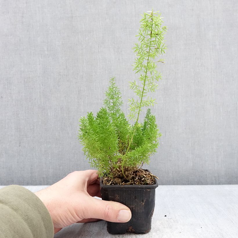 Asparagus densiflorus var. meyeri 8/9 cm pot sample as delivered in winter