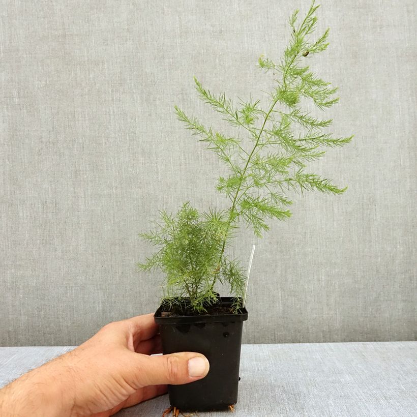 Asparagus officinalis 8/9 cm pot sample as delivered in summer