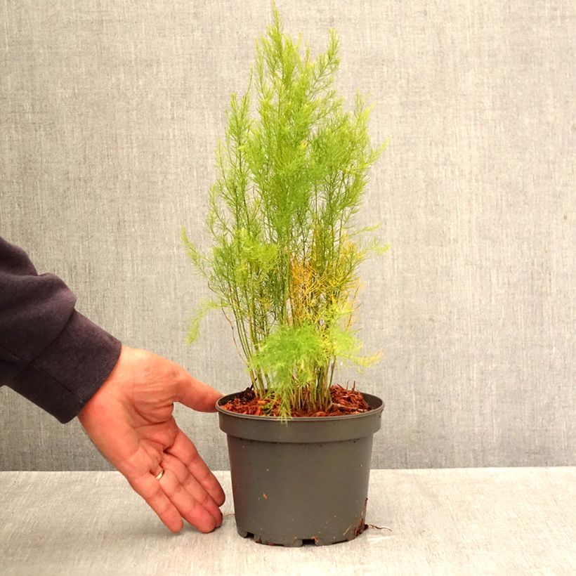 Mary Washington Green Asparagus - Asparagus officinalis 1.5L/2L pot sample as delivered in autumn