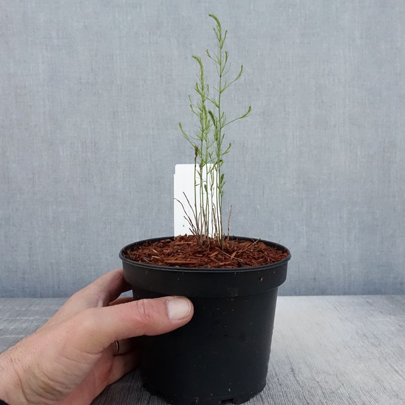 Mary Washington Green Asparagus - Asparagus officinalis 1.5L/2L pot sample as delivered in spring