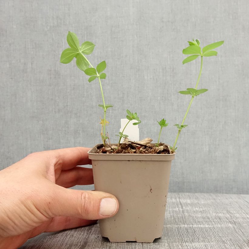 Asperula taurina 8/9 cm pot sample as delivered in spring