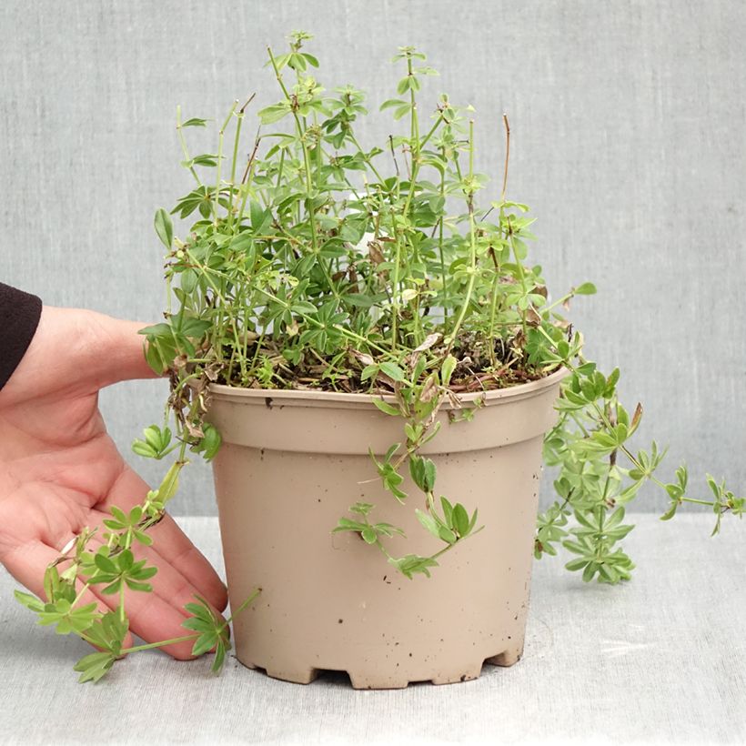 Galium odoratum 2L/3L pot sample as delivered in autumn