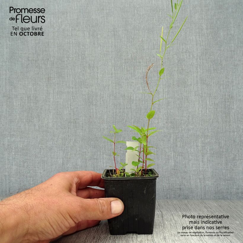 Asphodeline lutea - Jacob's Rod 7/8 cm pot sample as delivered in autumn
