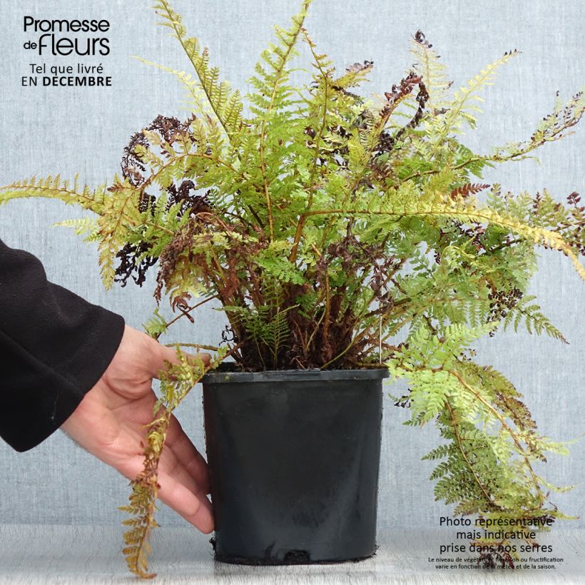 Polystichum setiferum Congestum - Soft Shield Fern 2L/3L pot sample as delivered in winter