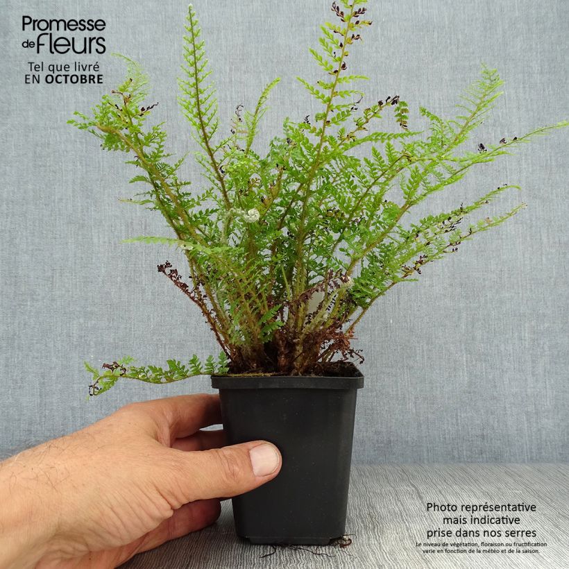 Polystichum setiferum Proliferum Wollastonii - Soft Shield Fern 8/9 cm pot sample as delivered in autumn