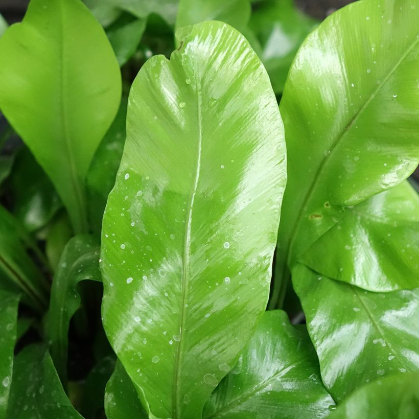 Asplenium nidus - Bird's nest fern (Foliage)