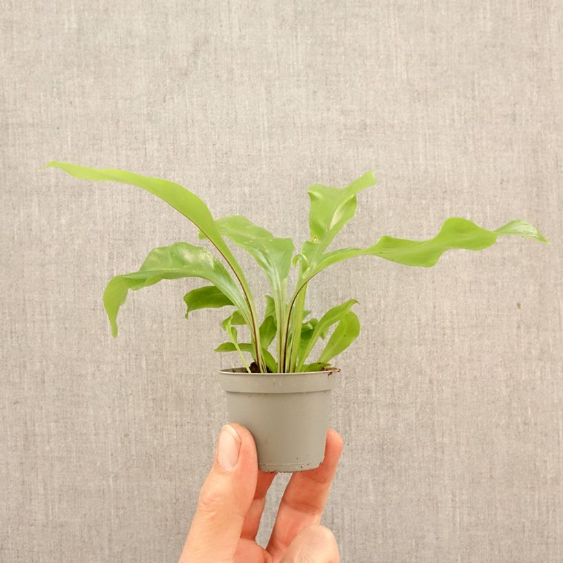 Asplenium nidus - Bird's nest fern mini plant sample as delivered in spring
