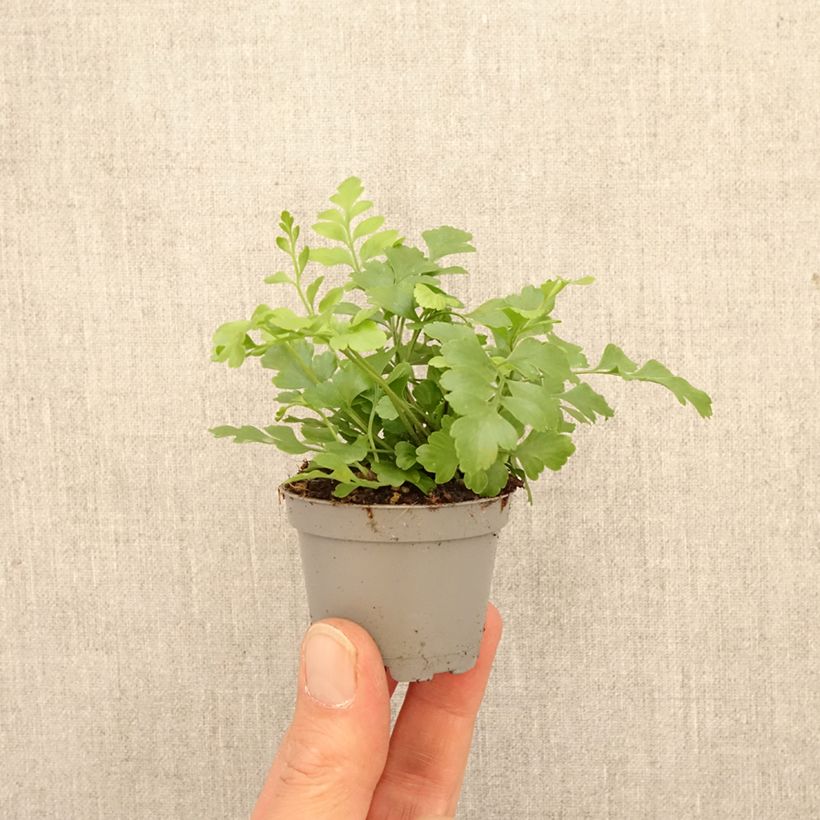 Asplenium 'Parvati' - Fern mini plant sample as delivered in spring