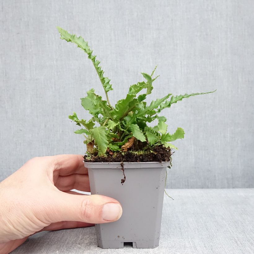 Phyllitis scolopendrium Angustifolia - Hart's-tongue fern 8/9 cm pot sample as delivered in winter