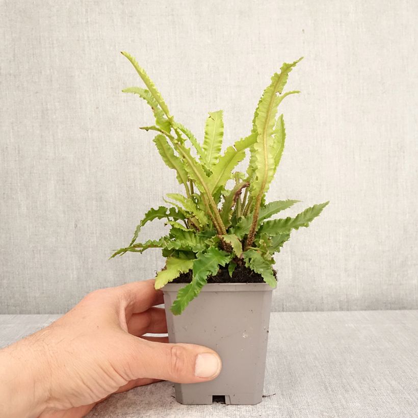 Phyllitis scolopendrium Angustifolia - Hart's-tongue fern 8/9 cm pot sample as delivered in spring