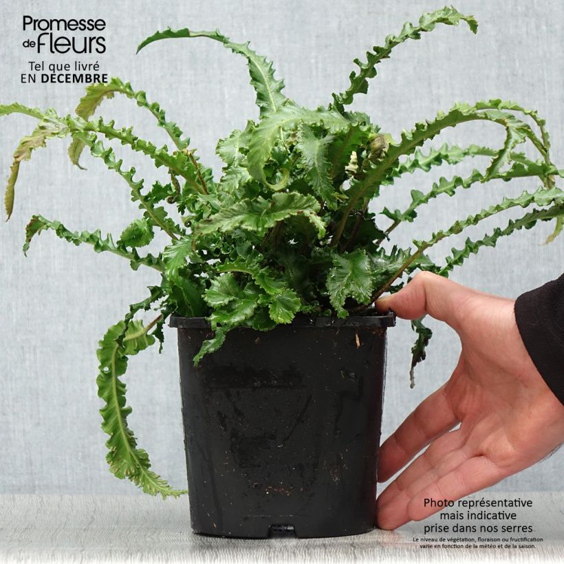 Phyllitis scolopendrium Angustifolia - Hart's-tongue fern 2L/3L pot sample as delivered in winter
