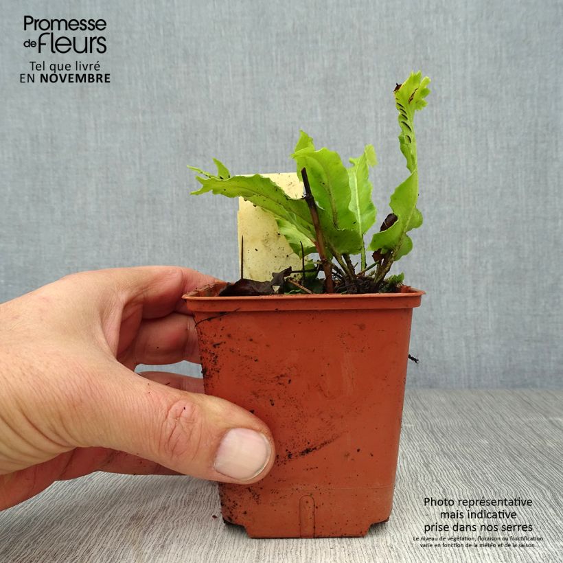 Asplenium scolopendrium Cristatum Group - Hart's Tongue Fern 8/9 cm pot sample as delivered in autumn