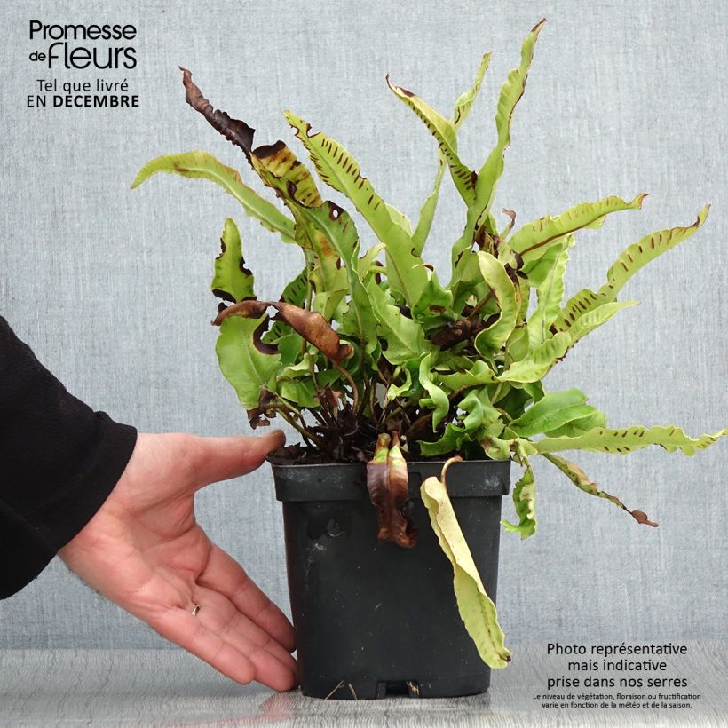 Asplenium scolopendrium Cristatum Group - Hart's Tongue Fern 2L/3L pot sample as delivered in autumn