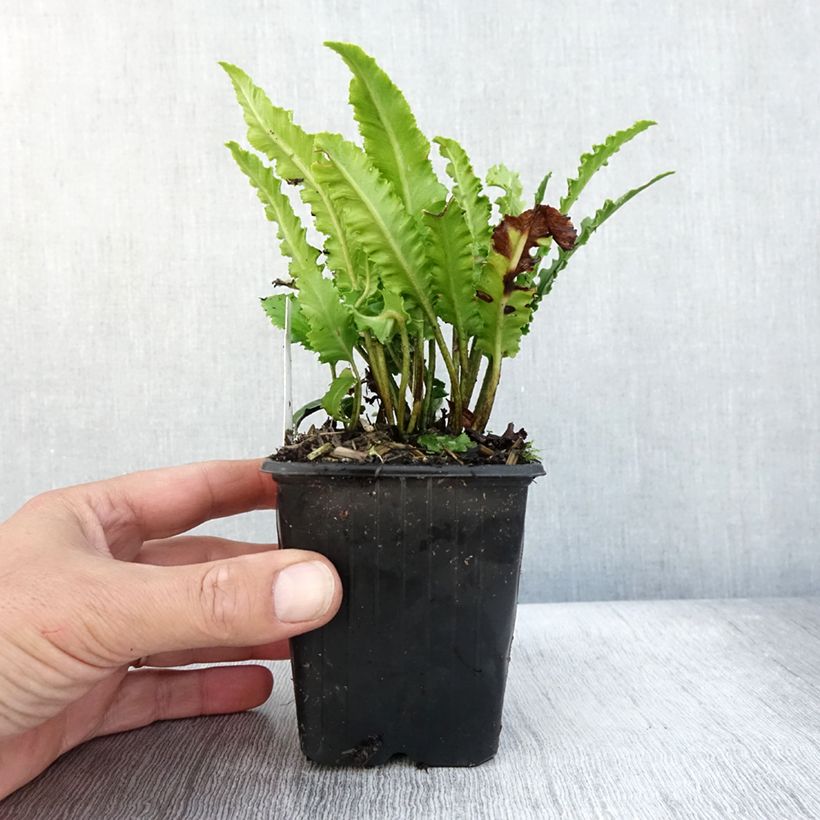 Asplenium scolopendrium Undulatum Angustatum - Hart's Tongue Fern 8/9 cm pot sample as delivered in autumn