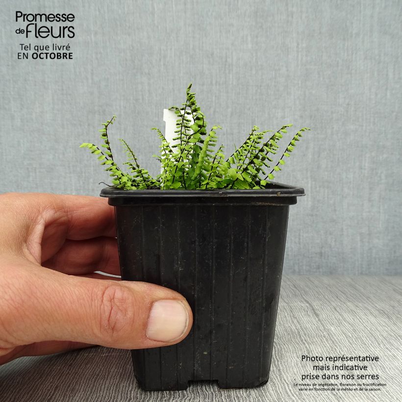 Asplenium trichomanes 8/9 cm pot sample as delivered in autumn