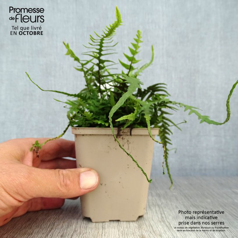 Asplenium x ebenoides 8/9 cm pot sample as delivered in autumn
