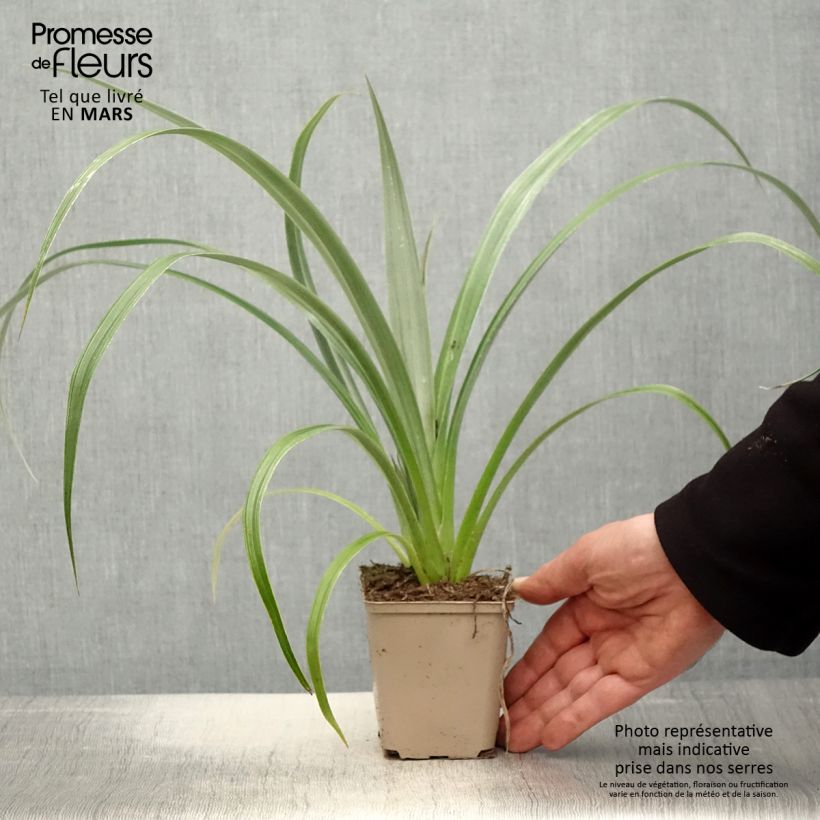 Astelia chathamica Silver Shadow 8/9 cm pot sample as delivered in spring