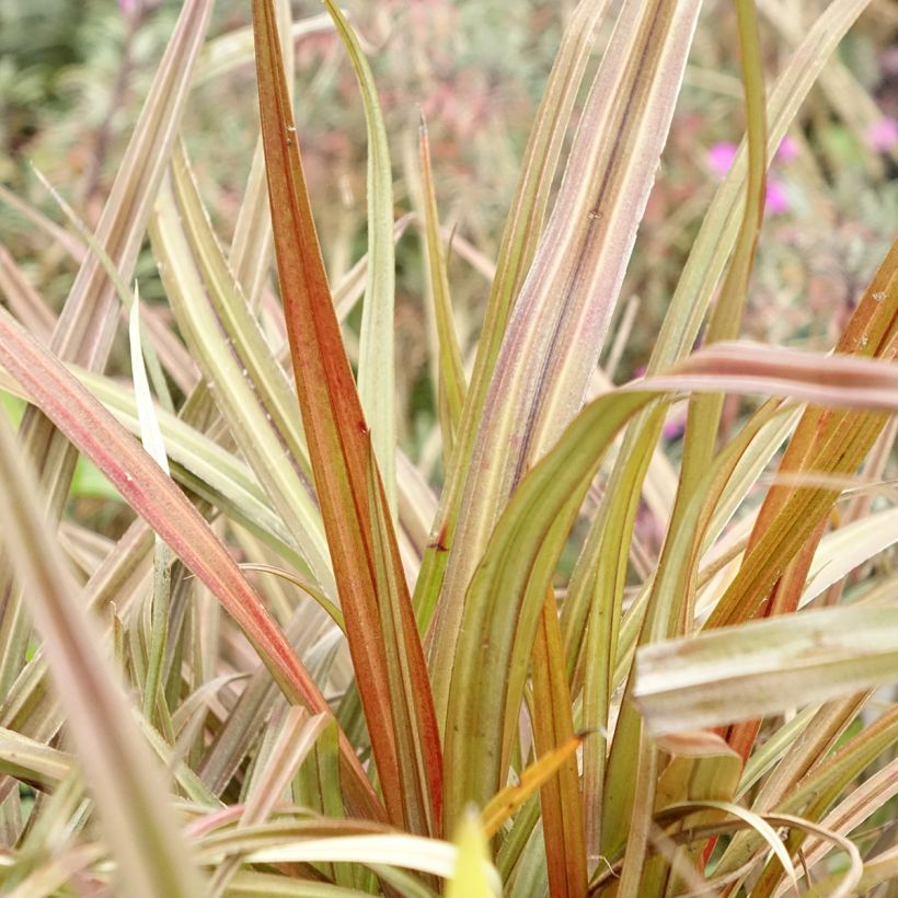 Astelia nervosa Westland (Foliage)
