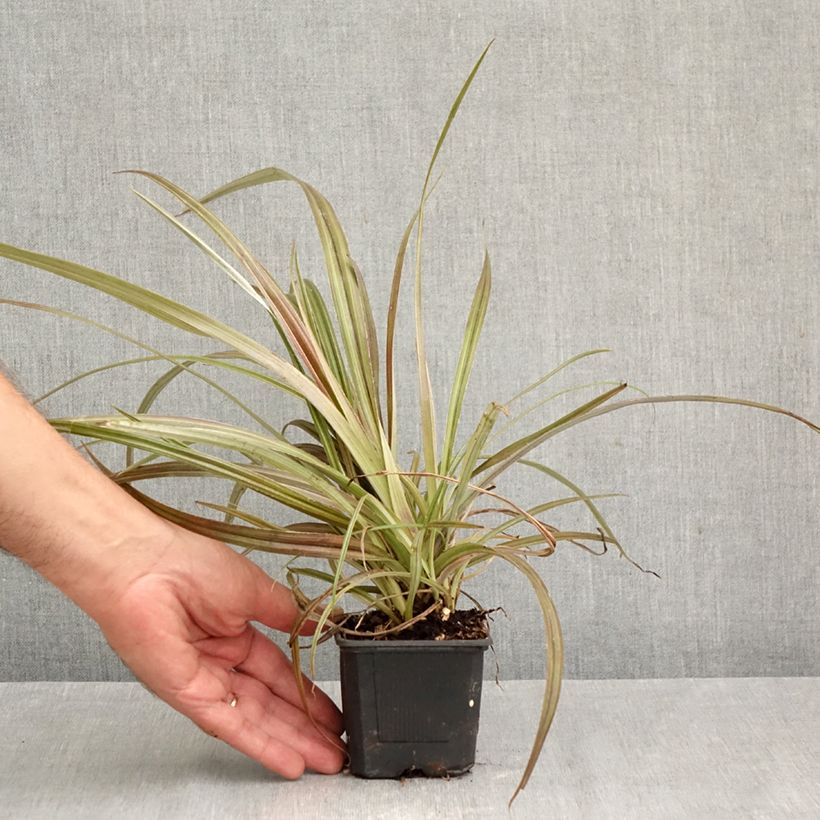 Astelia nervosa Westland 8/9 cm pot sample as delivered in autumn