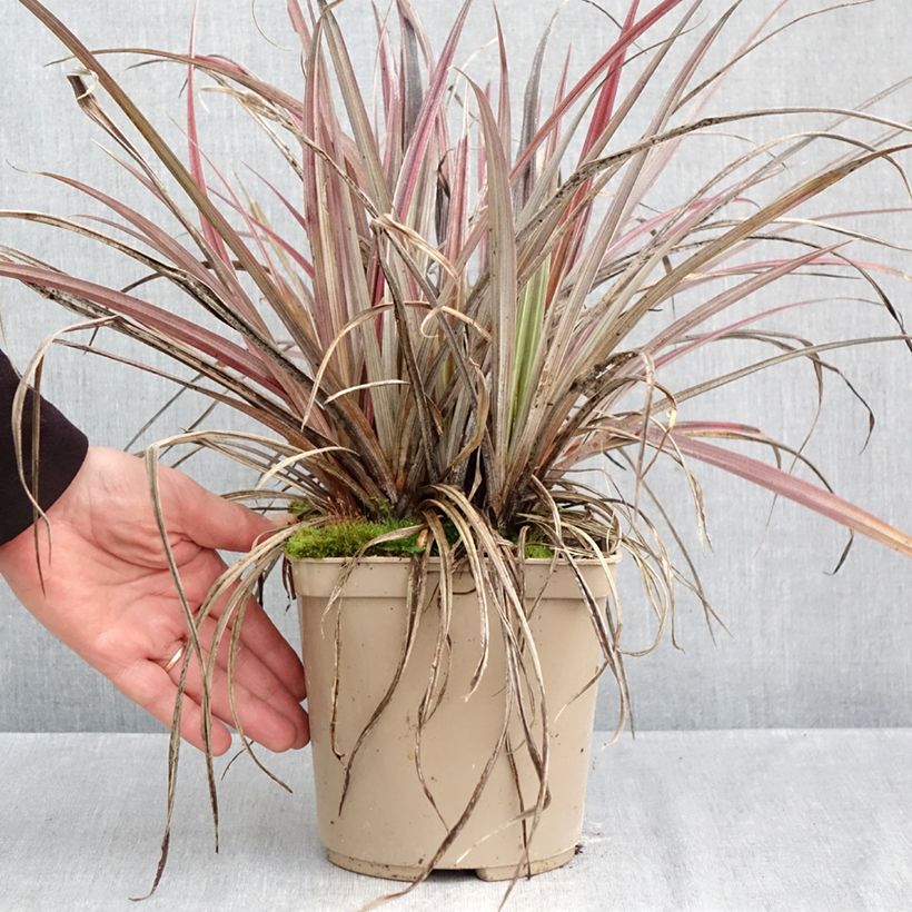 Astelia Red Shadow 2L/3L pot sample as delivered in autumn