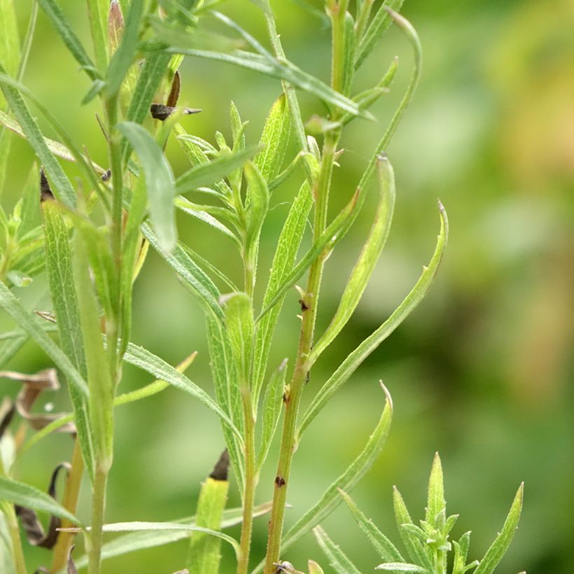 Ionactis linariifolia - Aster (Foliage)