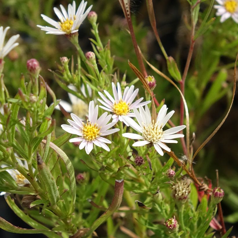 Ionactis linariifolia - Aster (Flowering)