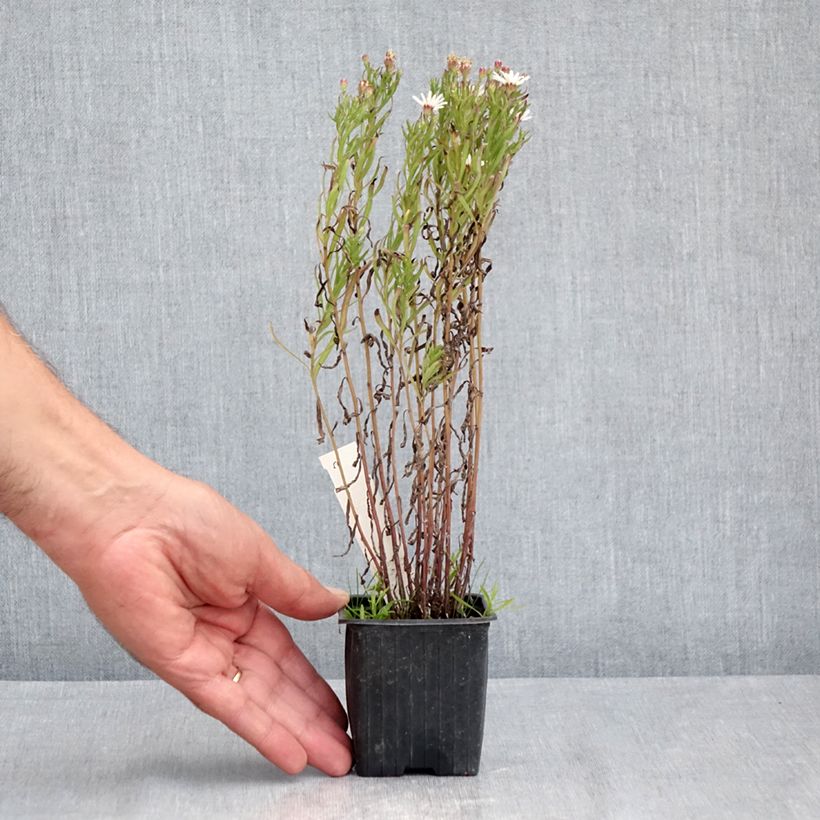 Ionactis linariifolia - Aster 8/9 cm pot sample as delivered in summer