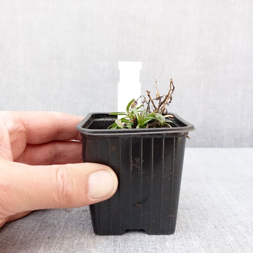 Ionactis linariifolia - Aster 8/9 cm pot sample as delivered in winter