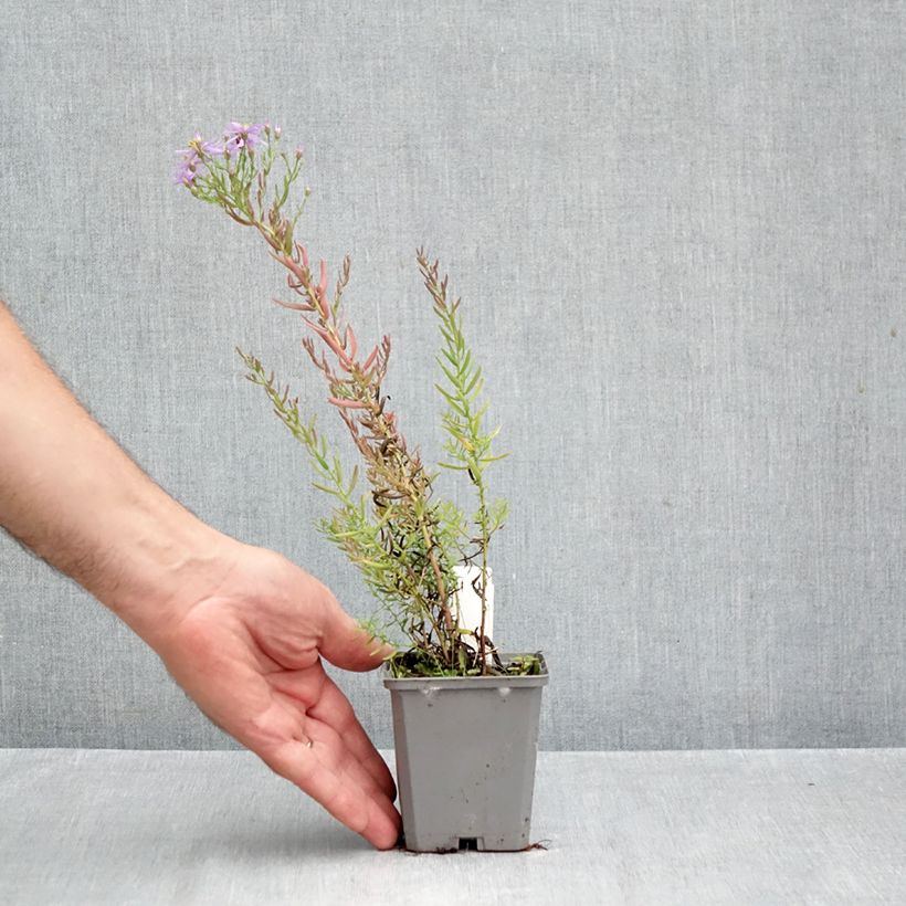 Aster sedifolius - Thick-stemmed Aster 8/9 cm pot sample as delivered in autumn