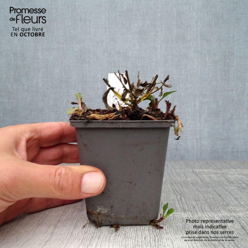 Aster ageratoides Adustus Nanus 8/9 cm pot sample as delivered in autumn