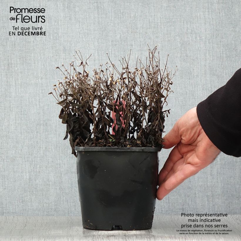 Aster ageratoides Adustus Nanus 1.5L/2L pot sample as delivered in winter