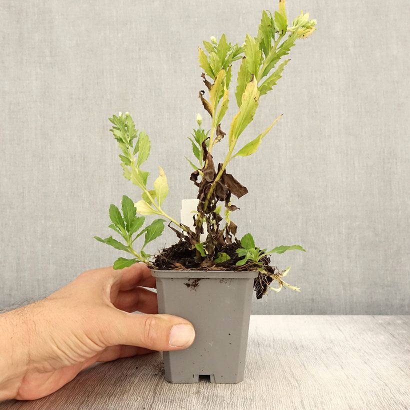 Aster ageratoides Ashvi 8/9 cm pot sample as delivered in autumn