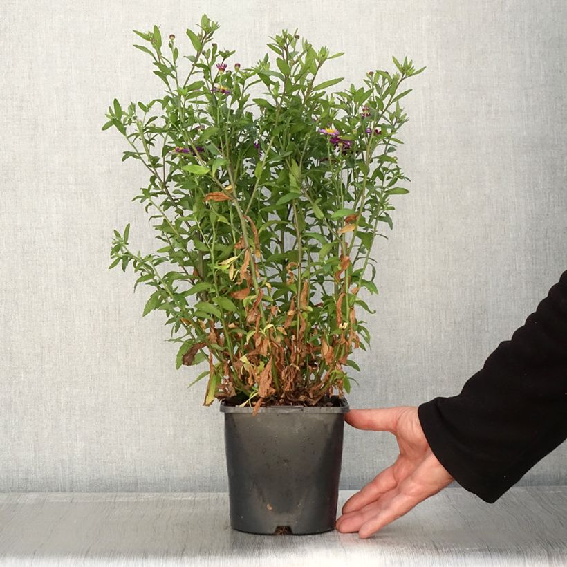 Aster ageratoides Ezo Murasaki 2L/3L pot sample as delivered in autumn