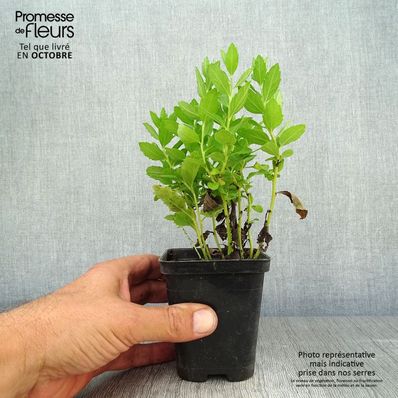 Aster ageratoides Starshine 8/9 cm pot sample as delivered in autumn