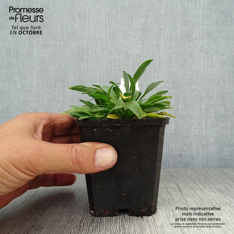 Aster alpinus Albus 8/9 cm pot sample as delivered in autumn