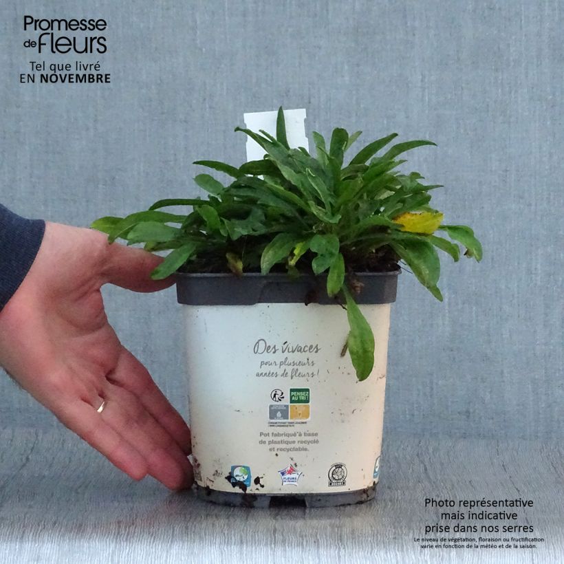 Aster alpinus Albus 2L/3L pot sample as delivered in autumn