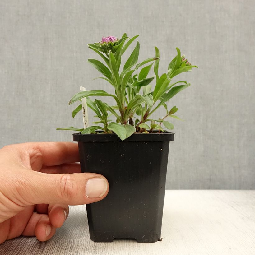 Aster alpinus Blue Beauty 8/9 cm pot sample as delivered in spring